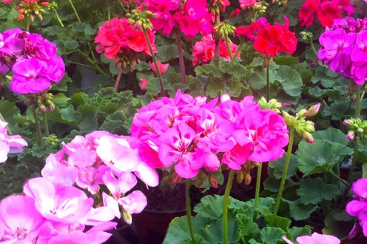Smart Solutions for the Fall Garden