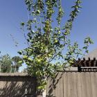 Red maple leaves show signs of stress and premature dropping, likely caused by inconsistent watering.